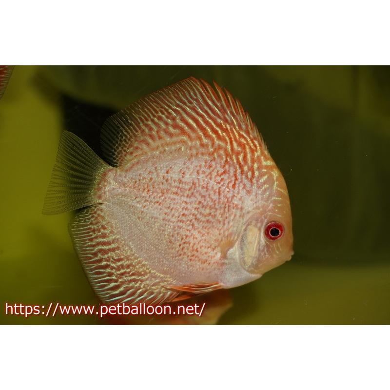 ディスカス スパイダーマンピジョン ３匹 サンプル画像 6cm 生体 熱帯魚 Vest Doctum Edu Br