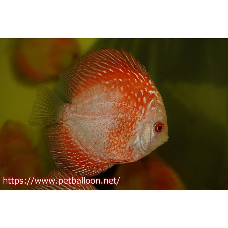 ディスカス スパイダーマンピジョン ５匹 サンプル画像 6cm 生体 熱帯魚 Barrancaspasodelrey Com