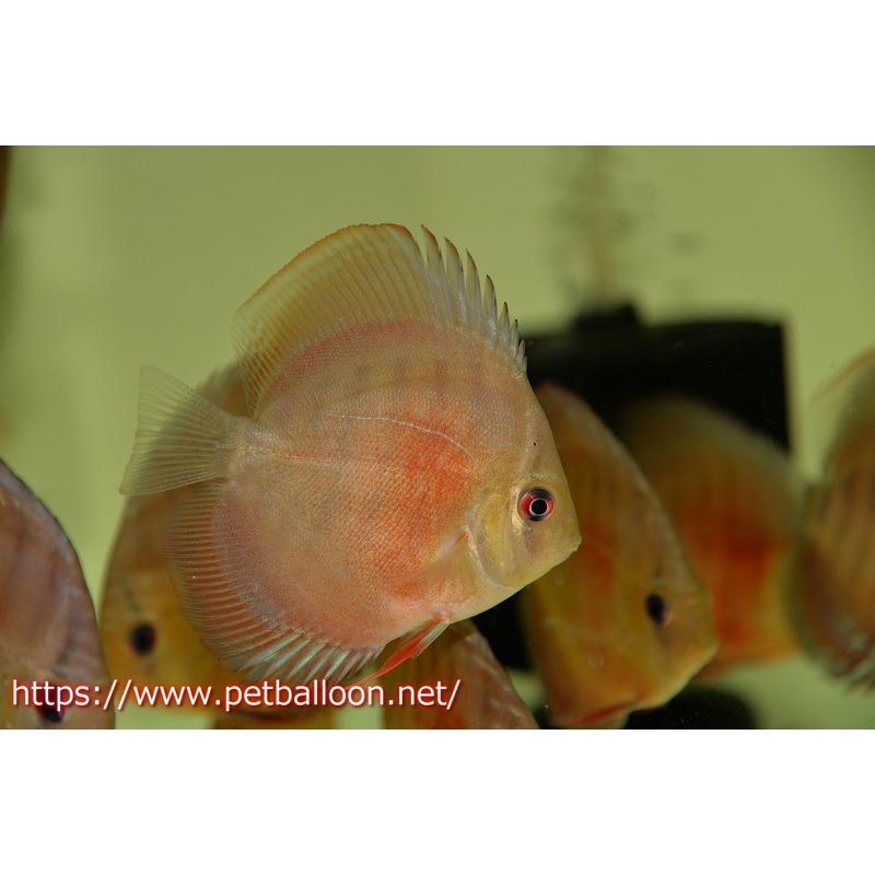 ディスカス ワイルドクロス イナヌ産