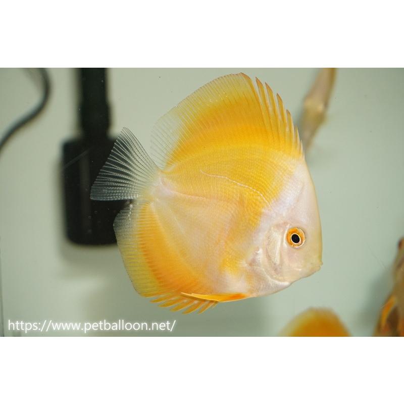 値下げ　ディスカス　アルビノ　ゴールデン　3匹 ディスカス アルビノゴールデン3匹