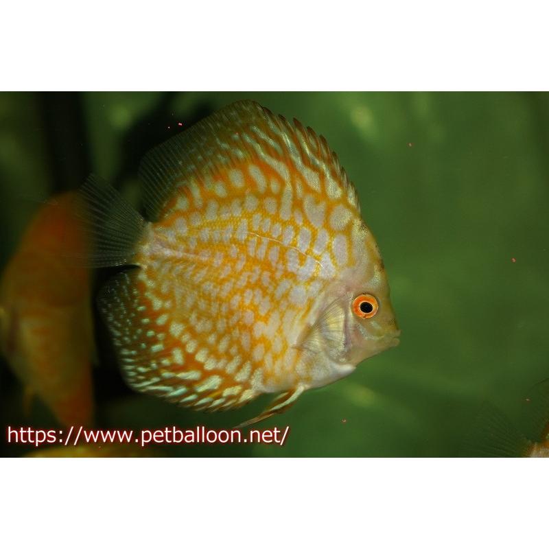 ディスカス　アルビノゴールデン３匹 ディスカス アルビノゴールデン3匹