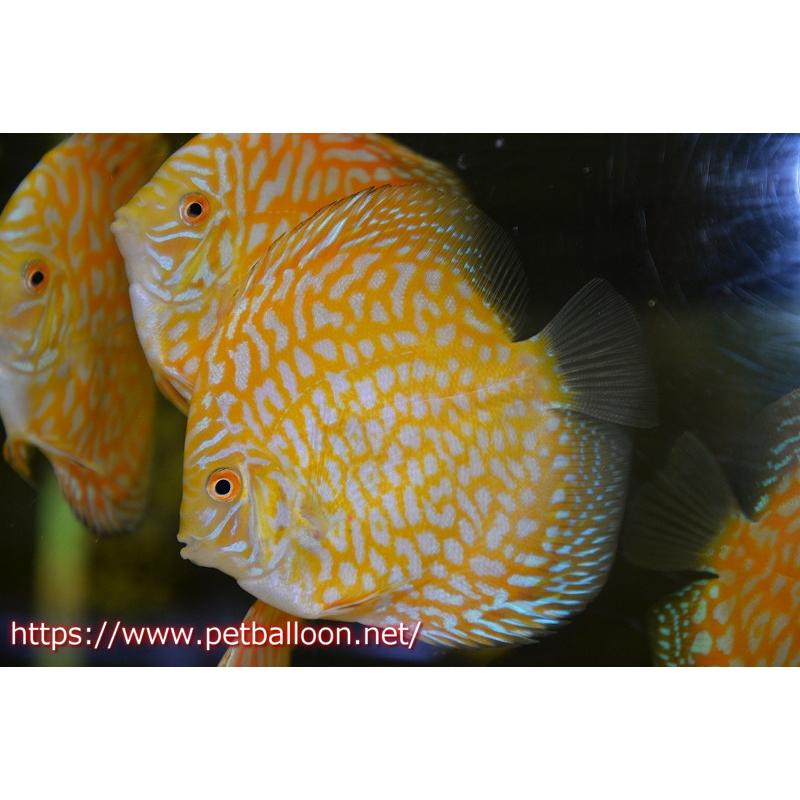 ディスカス　アルビノゴールデン３匹 ディスカス アルビノゴールデン3匹