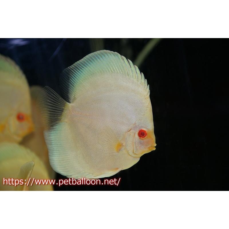 ディスカス】アルビノ