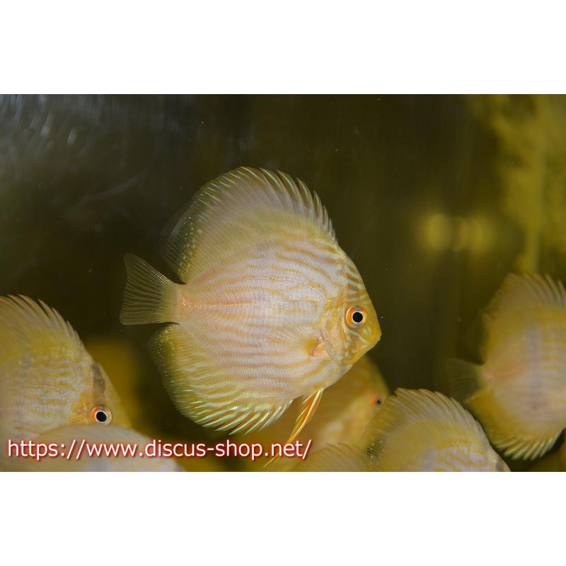 ワイルドディスカス ノーバアイロンヘッケル １匹 サンプル画像 8 9cm 生体 Zbd4 h11 ペットバルーン ヤフー店 通販 Yahoo ショッピング
