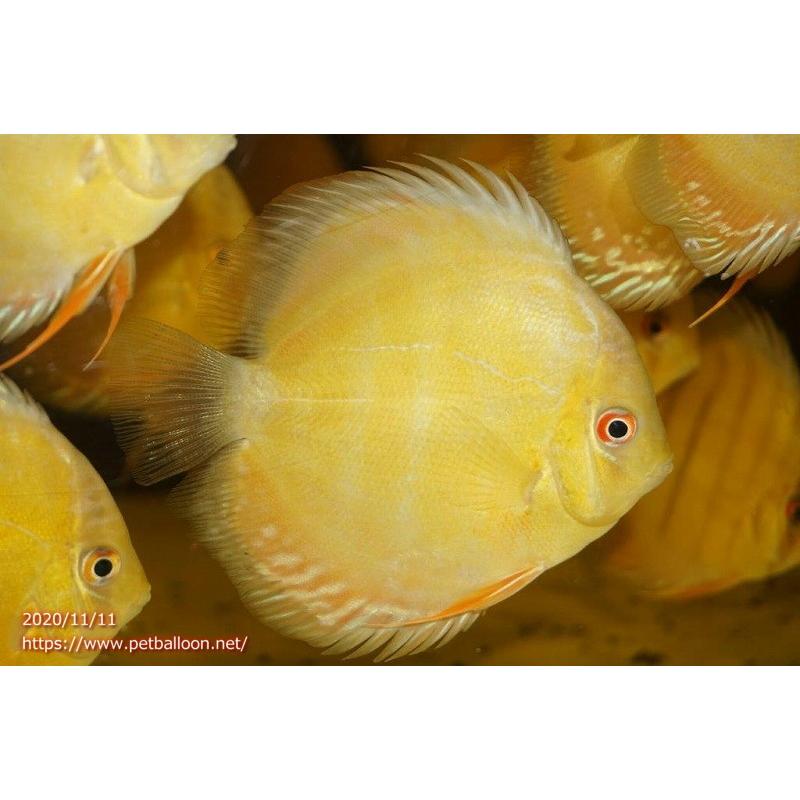 【ワイルドディスカス】ラーゴタンバッキー ブルー 【３匹】【サンプル画像】10-11cm（生体）