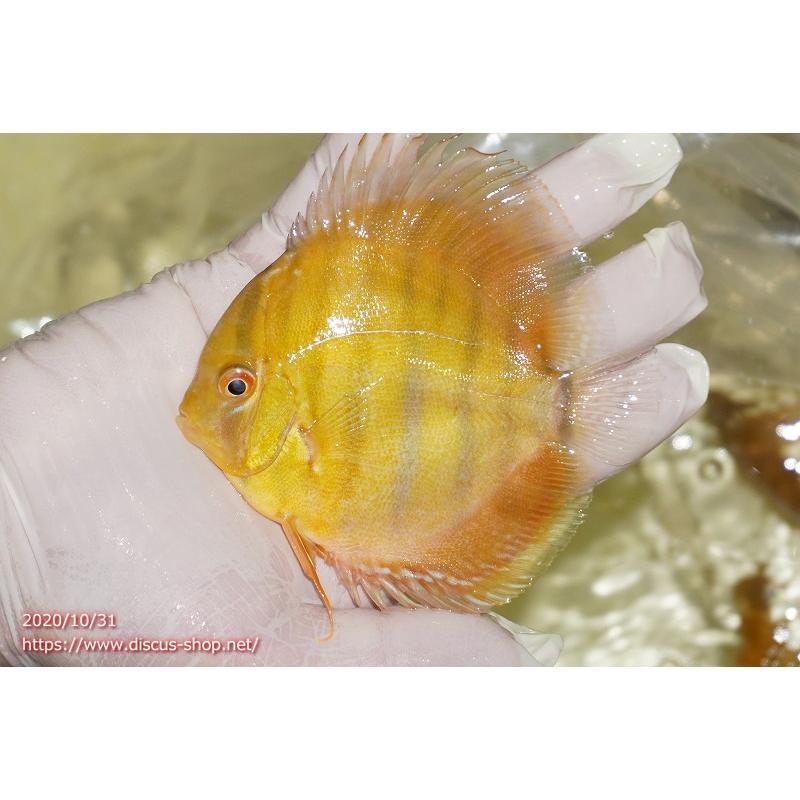 【最終】 【ワイルドディスカス】ラーゴタンバッキー ブルー 【３匹】【サンプル画像】10-11cm（生体） 【2532157576】(14575円)