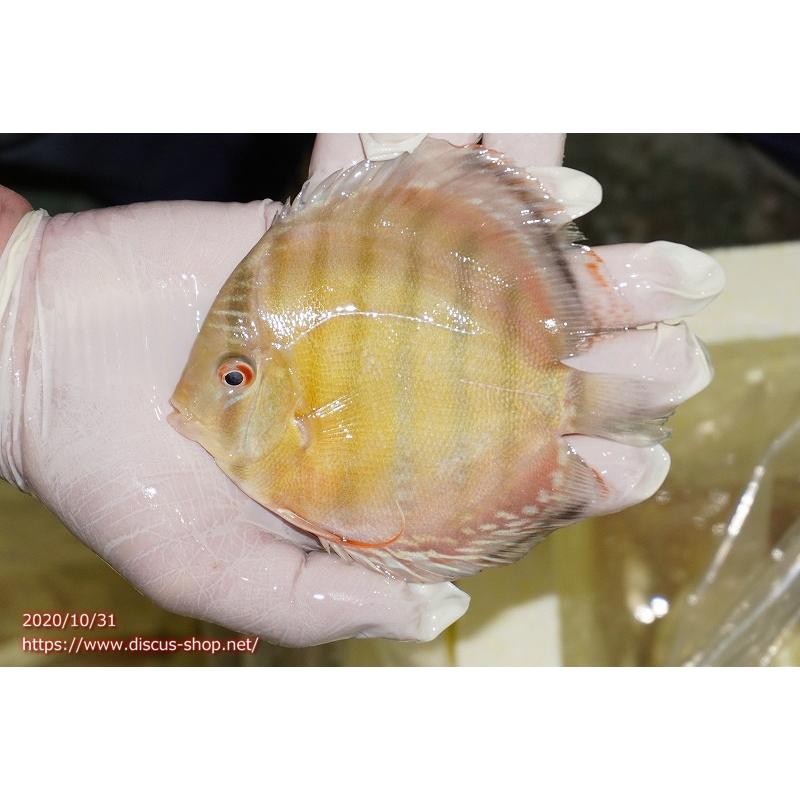 【最終】 【ワイルドディスカス】ラーゴタンバッキー ブルー 【３匹】【サンプル画像】10-11cm（生体） 【2532157576】(14575円)