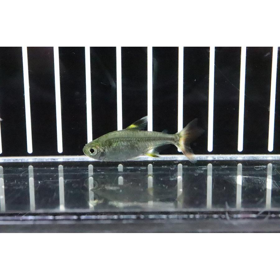 淡水魚 4年ぶりの入荷 レア種 フォークテールプリステラ １匹 テトラ Zc02 ペットバルーン ヤフー店 通販 Yahoo ショッピング