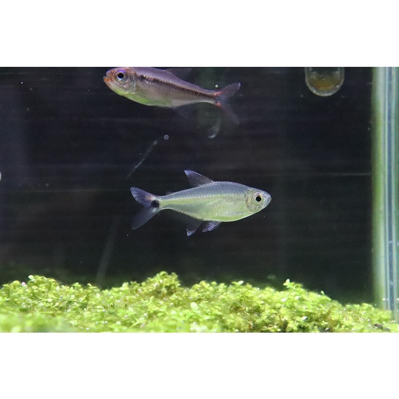 淡水魚 ブラジル 混じり珍カラ レア種 シザーステールモンクホーシャ タパジョス産 ワイルド 1匹 生体 Zc03 ペット バルーン ヤフー店 通販 Yahoo ショッピング