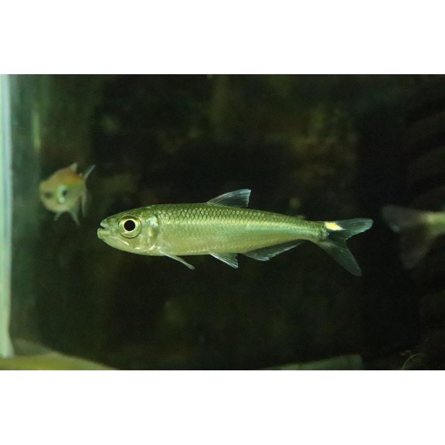 美しい 淡水魚 激レア 2匹のみ ブリコノプスsp ロライマグリーン ワイルド １匹 珍カラ 楽天カード分割 Www Staips Net