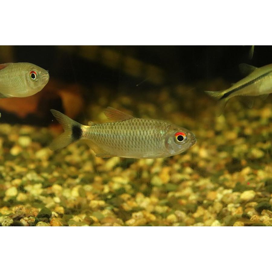 淡水魚 ダイヤモンドモンクホーシャ リオジャマンシン産 ワイルド 1匹 珍カラ Zc03 ペットバルーン ヤフー店 通販 Yahoo ショッピング