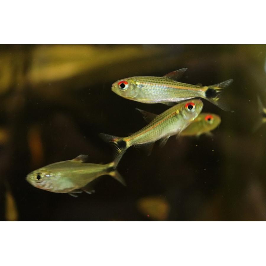淡水魚 サンシャインモンクホーシャ リオクルア産 ワイルド 1匹 珍カラ Zc03 ペットバルーン ヤフー店 通販 Yahoo ショッピング