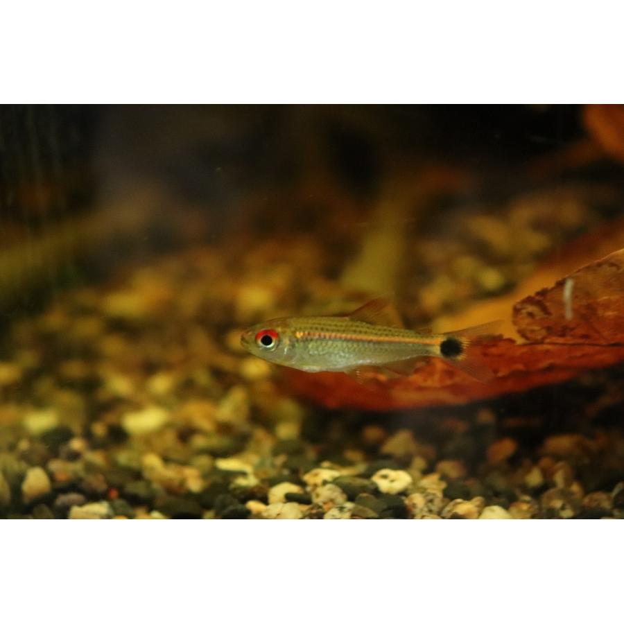 淡水魚 サンシャインモンクホーシャ リオクルア産 ワイルド 1匹 珍カラ Zc03 ペットバルーン ヤフー店 通販 Yahoo ショッピング