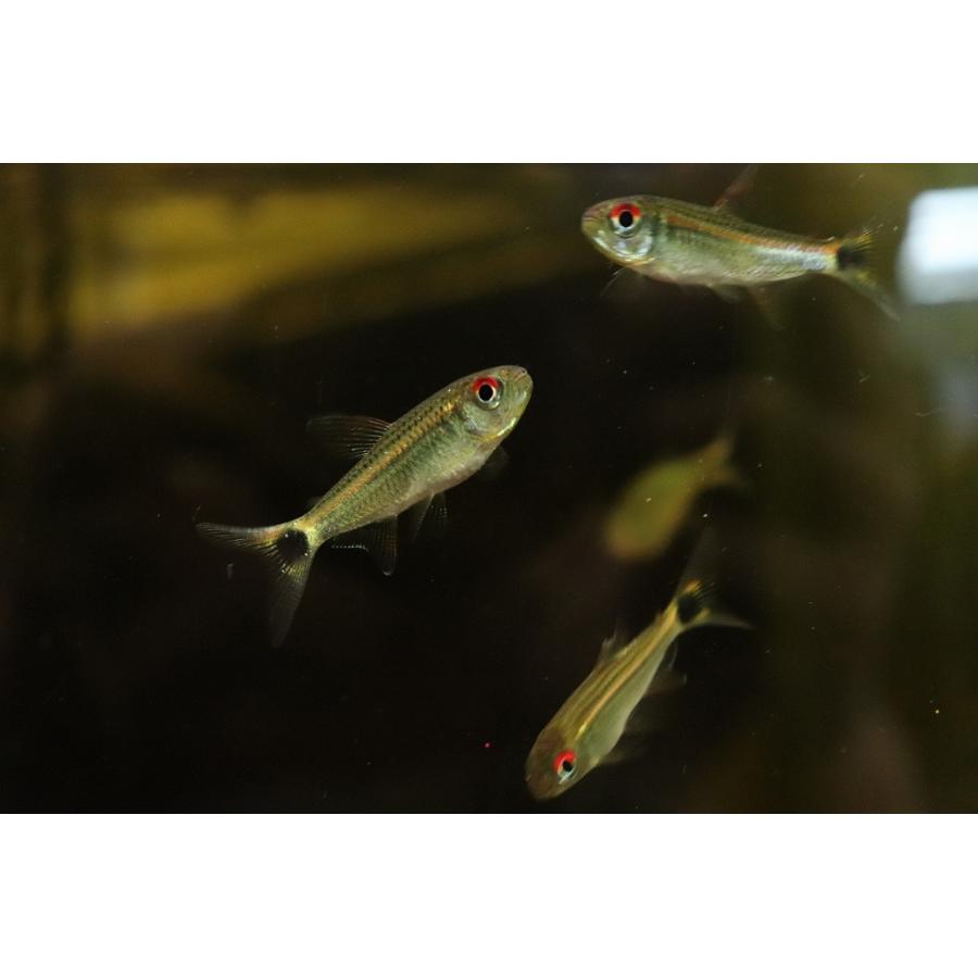 淡水魚 サンシャインモンクホーシャ リオクルア産 ワイルド 1匹 珍カラ Zc03 ペットバルーン ヤフー店 通販 Yahoo ショッピング