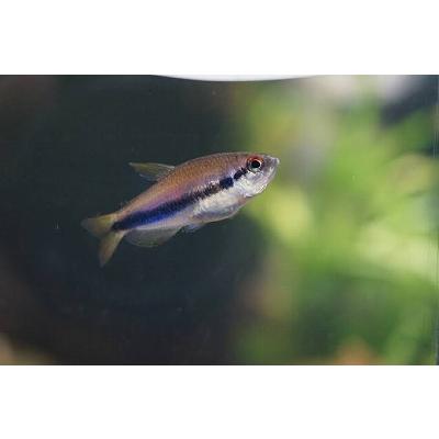 未使用新品 淡水魚 激レア インペリアルケリーマディラ水系 アリプアナ産 ワイルド 1匹 生体 売上高ランキング Ssl Daikyogo Or Jp