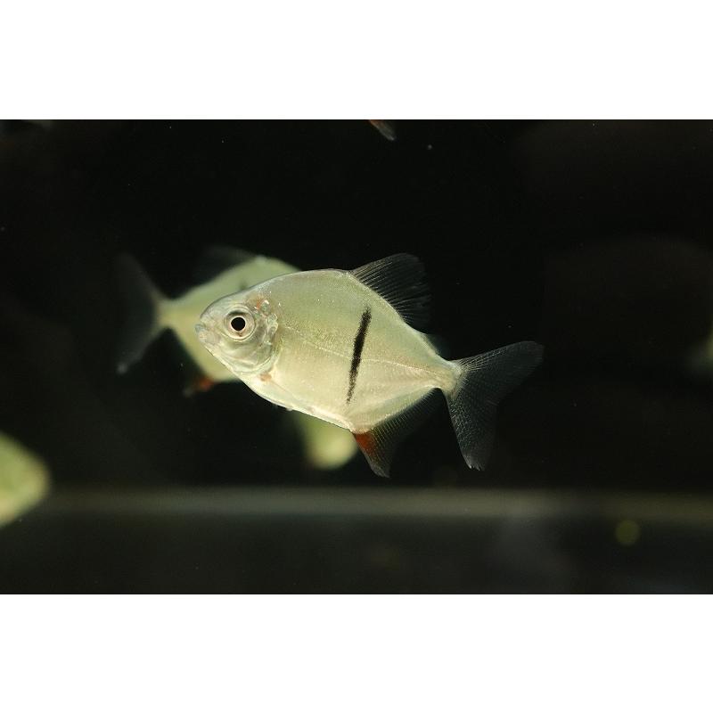淡水魚】大特価 ブラックバンデットメチニス【1匹 サンプル画像】(±4 
