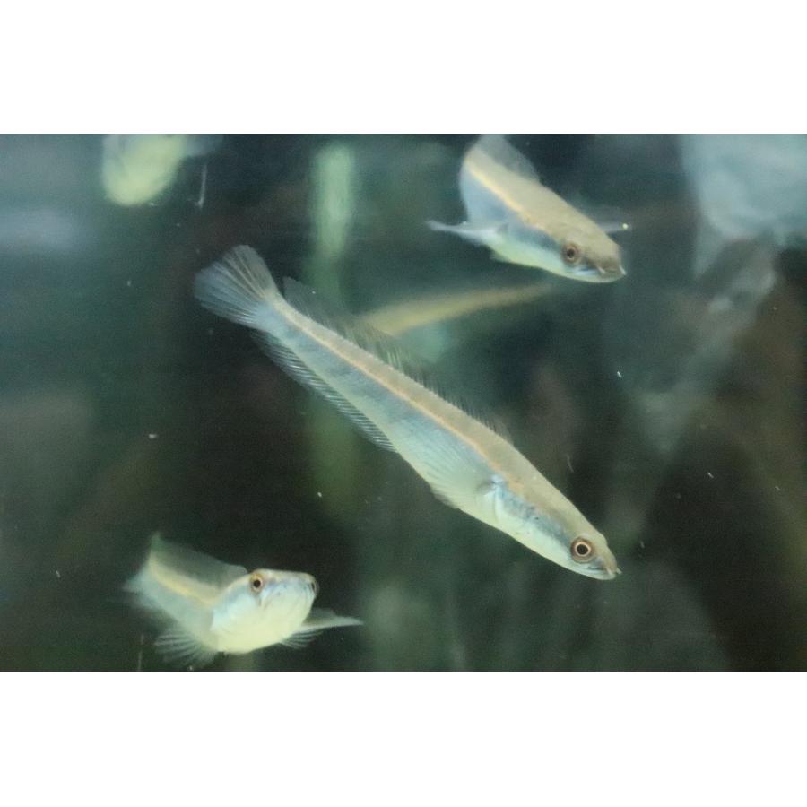 淡水魚】【通販】チャンナ イエローマルリオイデス センタルン湖 