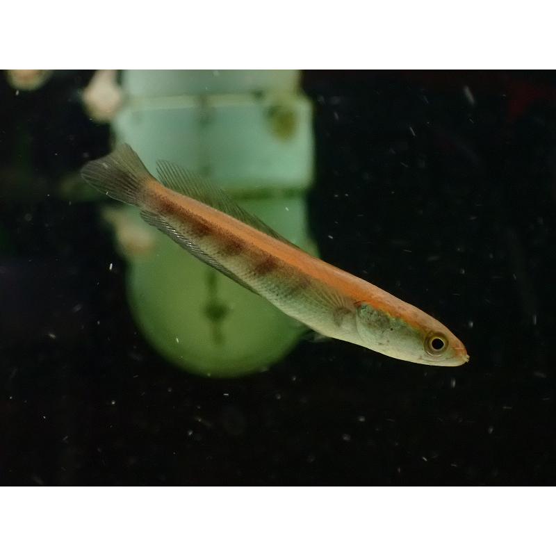淡水魚】【通販】大特価 バリトレッド マルリオイデス バリト産 