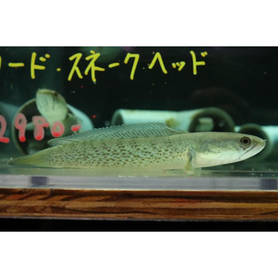 スピアーノーズスネークヘッド 30cm できれば引取限定 熱帯魚 