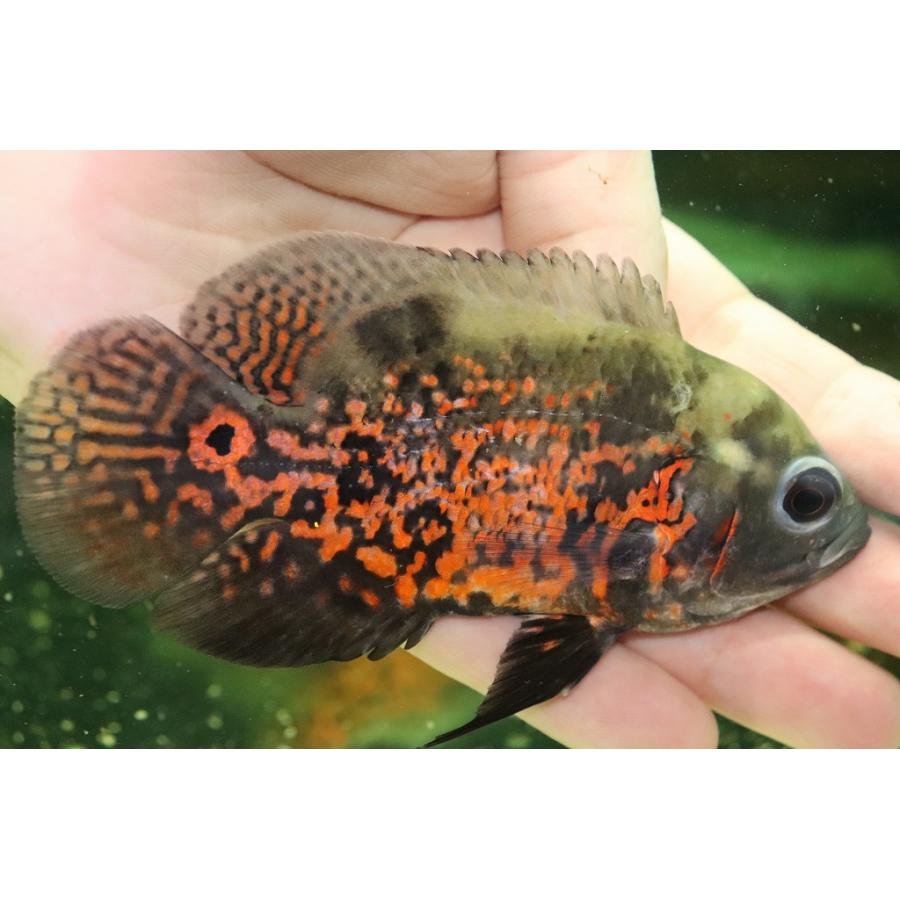 淡水魚 ルビーレッドオスカー 1匹 サンプル画像販売 7cm 大型魚 Zc08 ペットバルーン ヤフー店 通販 Yahoo ショッピング