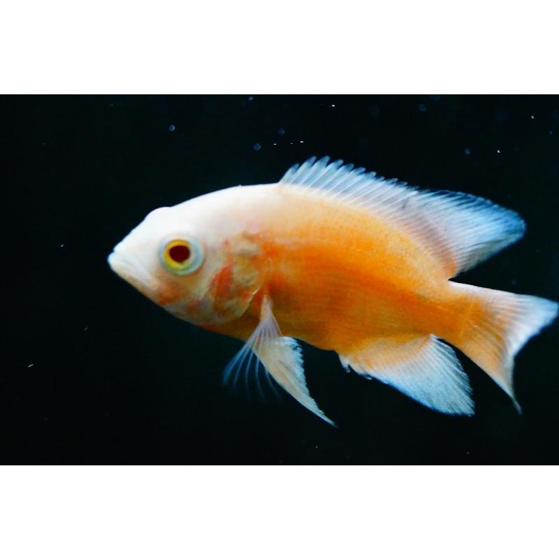 淡水魚】アルビノレッドオスカー【2匹 サンプル画像】（生体 