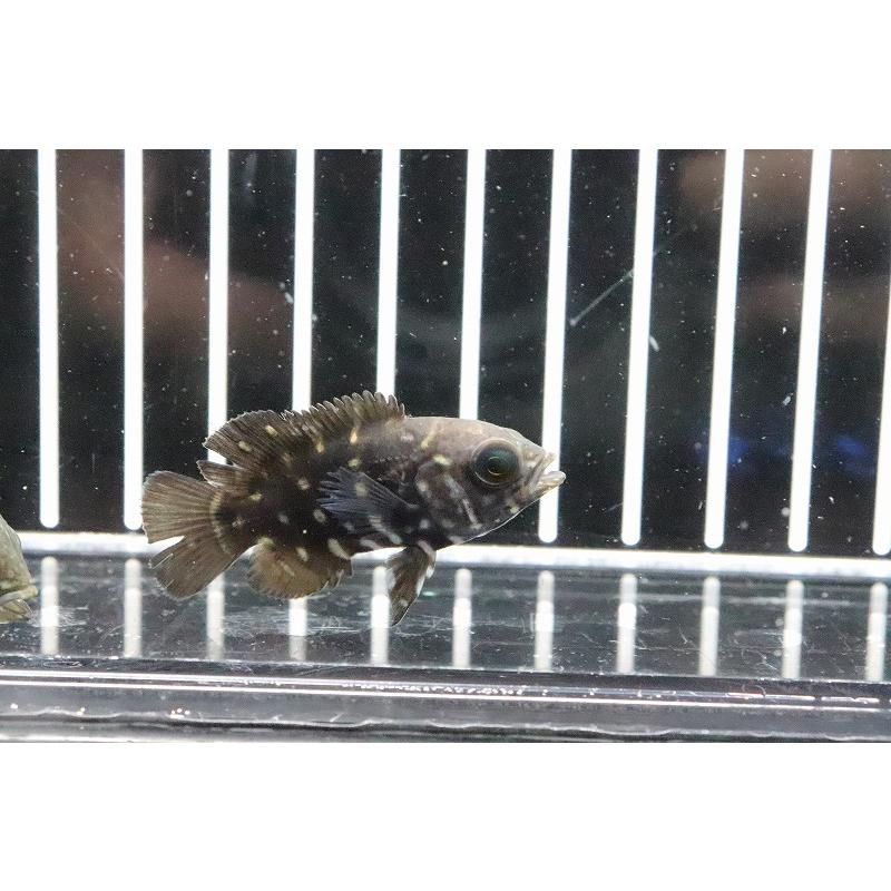 淡水魚】大特価 クラシピンニス ワイルド オスカー アラグアイア産