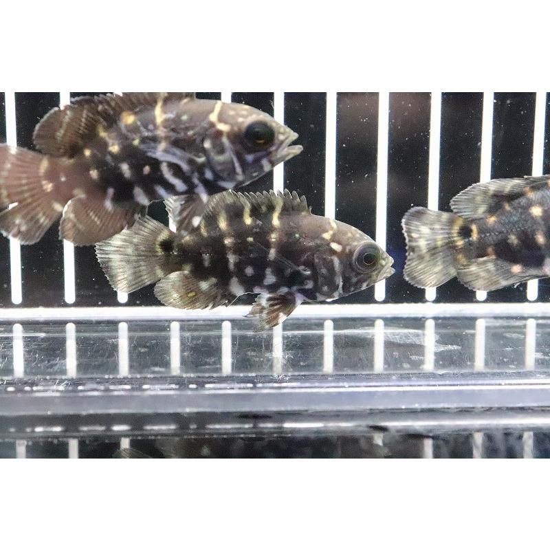 淡水魚 大特価 クラシピンニス ワイルド オスカー アラグアイア産 ワイルド 1匹 5cm 大型魚 Zc09 ペットバルーン ヤフー店 通販 Yahoo ショッピング