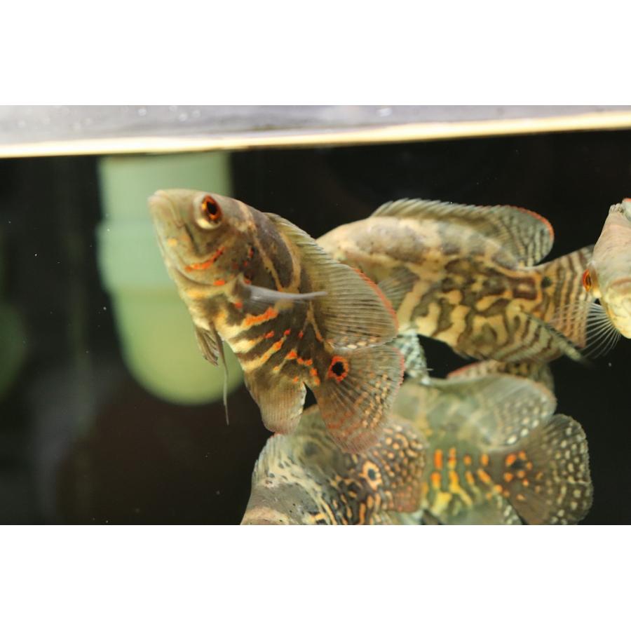 淡水魚】激レア 極上個体群 ワイルドオスカー サンタクルーズ産 淡水魚】激レア 極上個体群 ワイルドオスカー サンタクルーズ産