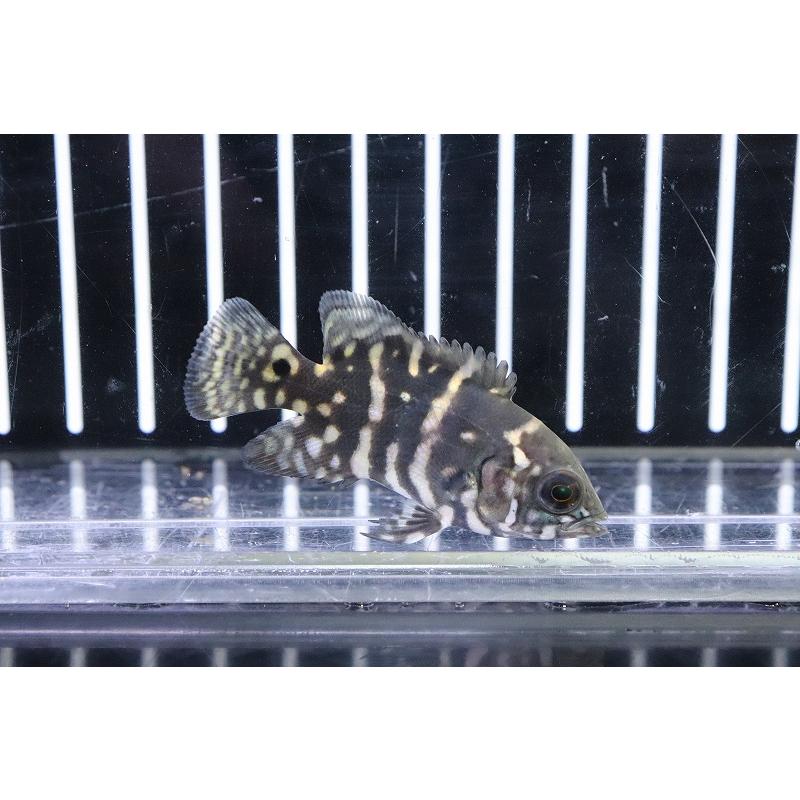 淡水魚】ワイルドオスカー クラシピンニス アラグアイア産 ワイルド