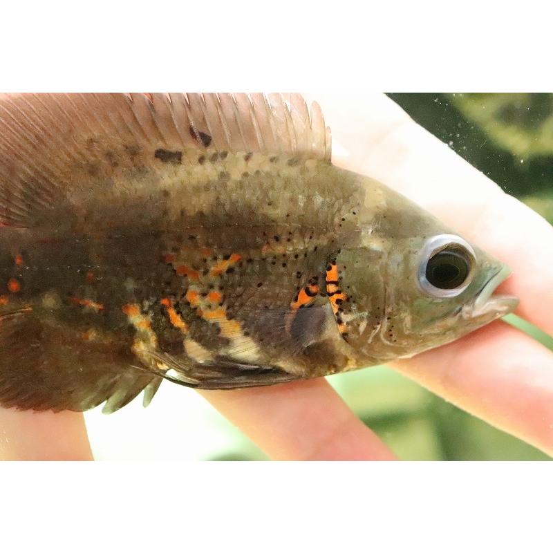 即納特典付き 淡水魚 ワイルドオスカー リオカイクビ産 ワイルド 1匹 サンプル画像 11 12ｃｍ 大型魚 Zc09 ペットバルーン ヤフー店 通販 Yahoo ショッピング 想像を超えての Www Cepici Gouv Ci