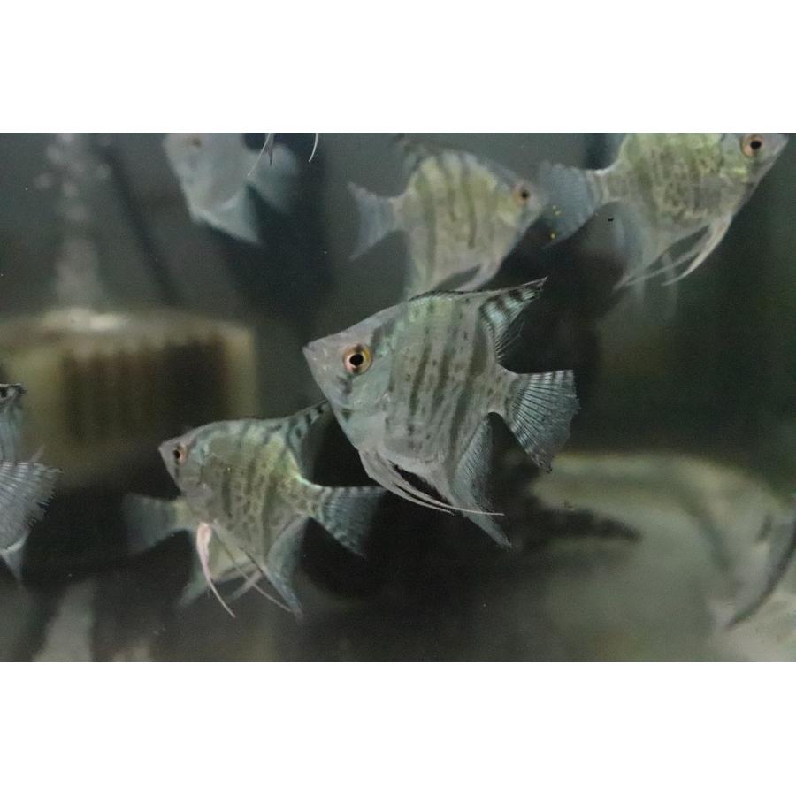 条件付送料無料 新種 スネークスキンゼブラエンゼル １匹 エンゼルフィッシュ 淡水魚 Zc10 ペットバルーン ヤフー店 通販 Yahoo ショッピング