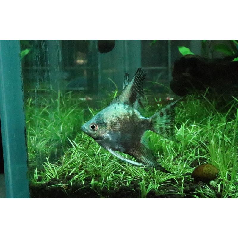 淡水魚 大特価 アバターブルーエンゼル 1匹 サンプル画像 エンゼルフィッシュ Zc10 ペットバルーン ヤフー店 通販 Yahoo ショッピング