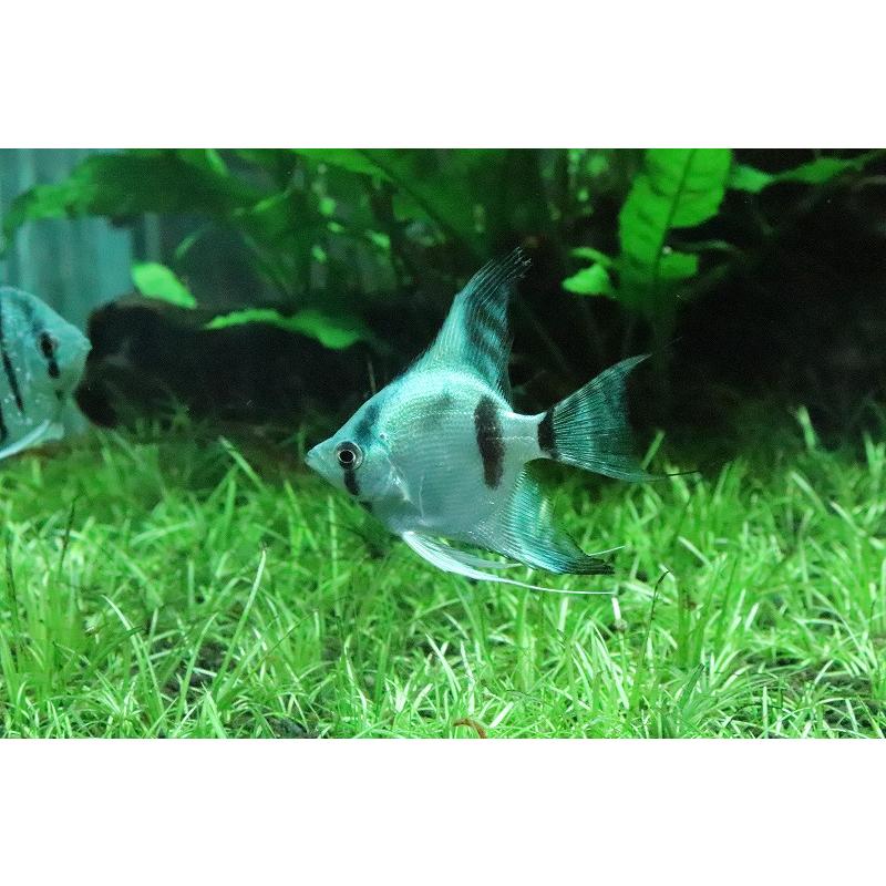 淡水魚 大特価 アバターブルーエンゼル 1匹 サンプル画像 エンゼルフィッシュ Zc10 ペットバルーン ヤフー店 通販 Yahoo ショッピング