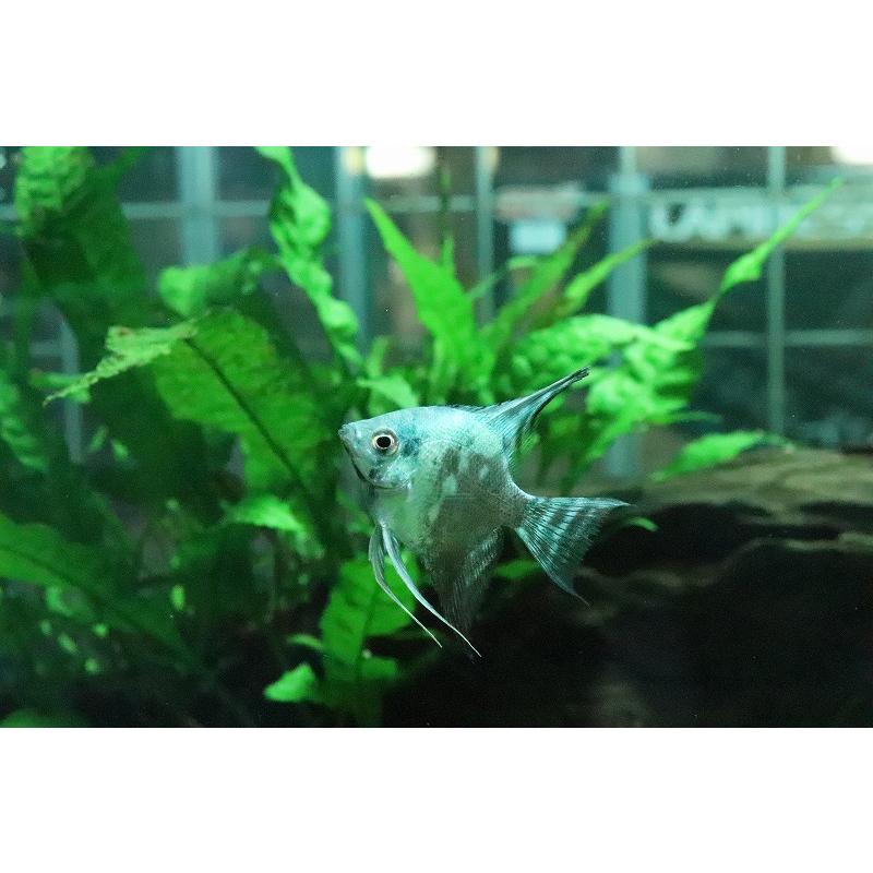 淡水魚 大特価 アバターブルーエンゼル 1匹 サンプル画像 エンゼルフィッシュ Zc10 ペットバルーン ヤフー店 通販 Yahoo ショッピング