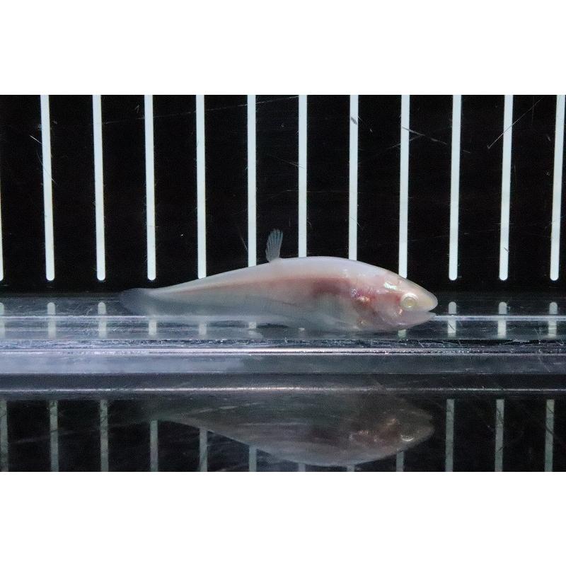 淡水魚】【通販】アルビノピュアホワイトナイフ【1匹 サンプル画像 