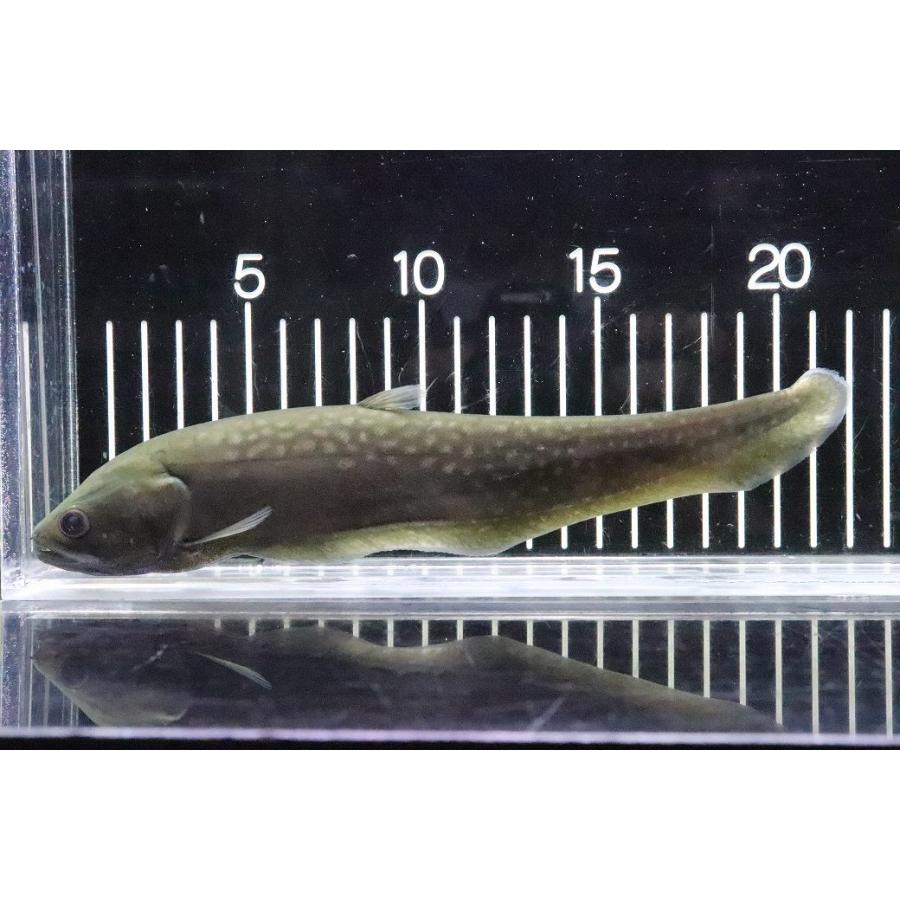 淡水魚】【通販】爆安 アロワナナイフフィッシュ（アファー
