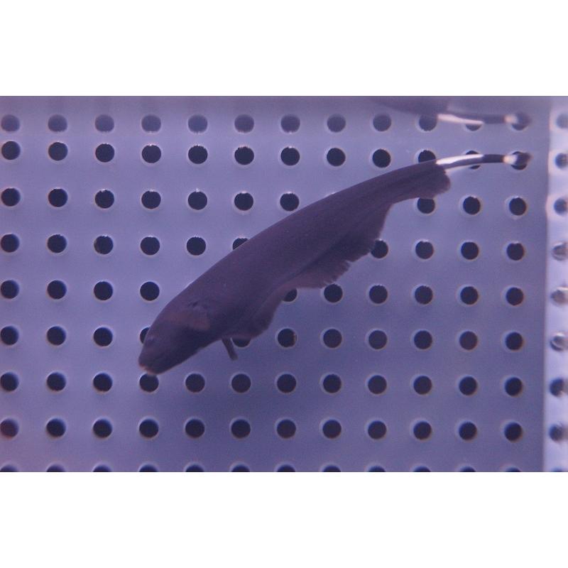 淡水魚 お取り寄せ ブラックゴースト 1匹 生体 Zc12 ペットバルーン ヤフー店 通販 Yahoo ショッピング