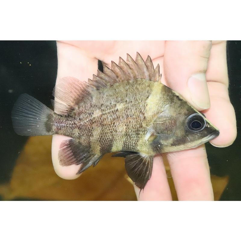 淡水魚】【通販】遂に入荷 ニューギニアダトニオ ワイルド【1匹 