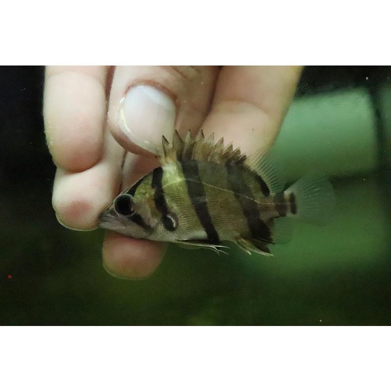 淡水魚 超大特価 極少量入荷 フォーバータイガーダトニオ ワイルド １匹 4 5cm 大型魚 Zc13 ペットバルーン ヤフー店 通販 Yahoo ショッピング