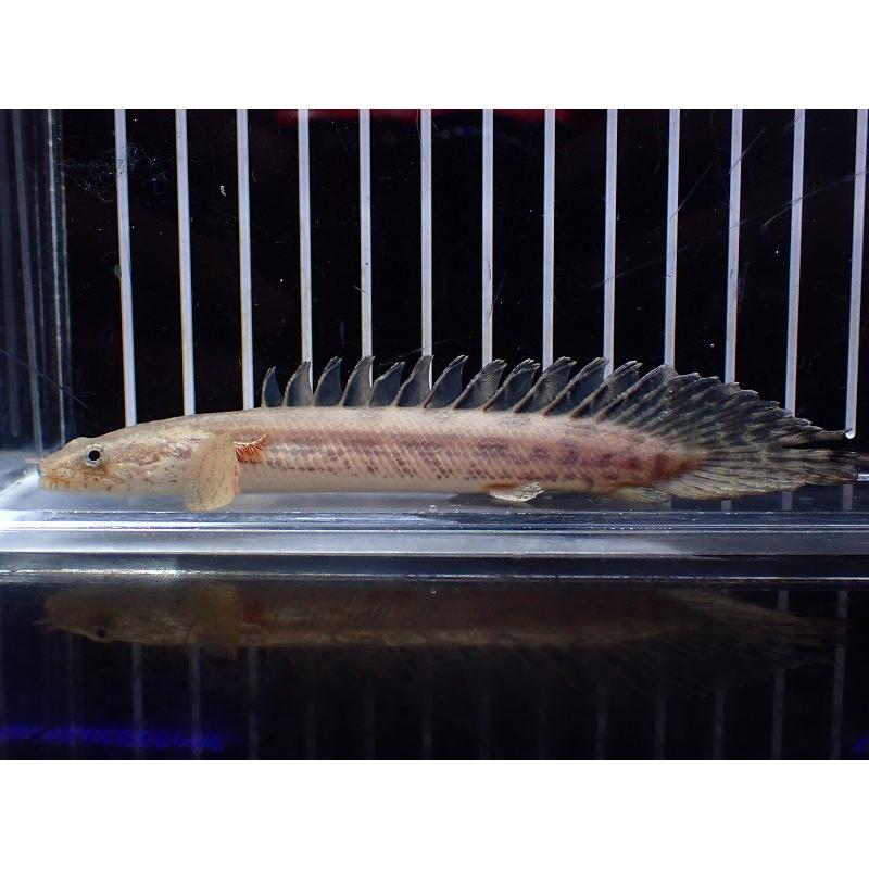 淡水魚】【通販】ハイブリッド ポリプテルス コンソルギー（コンギクス 