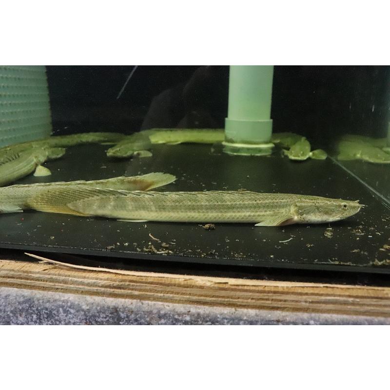 淡水魚】【通販】ポリプテルス ビキール ラプラディ ナイジェリアと 