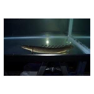 淡水魚】【通販】ポリプテルス セネガルス ナイジェリア産 ワイルド【1 