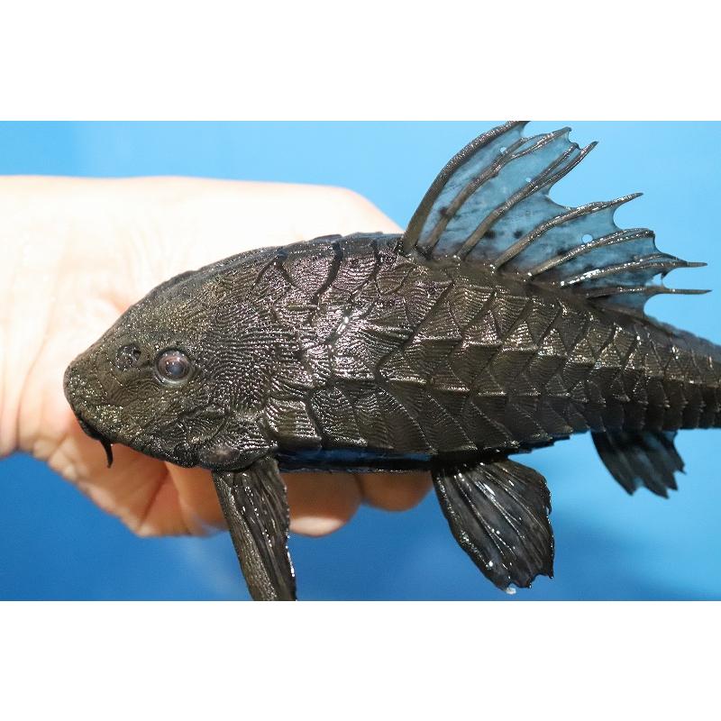 【淡水魚】【通販】大特価 大きめ アーマードプレコ ワイルド【1匹 サンプル画像】(±11-13cm)（プレコ）｜petballoonshop｜02