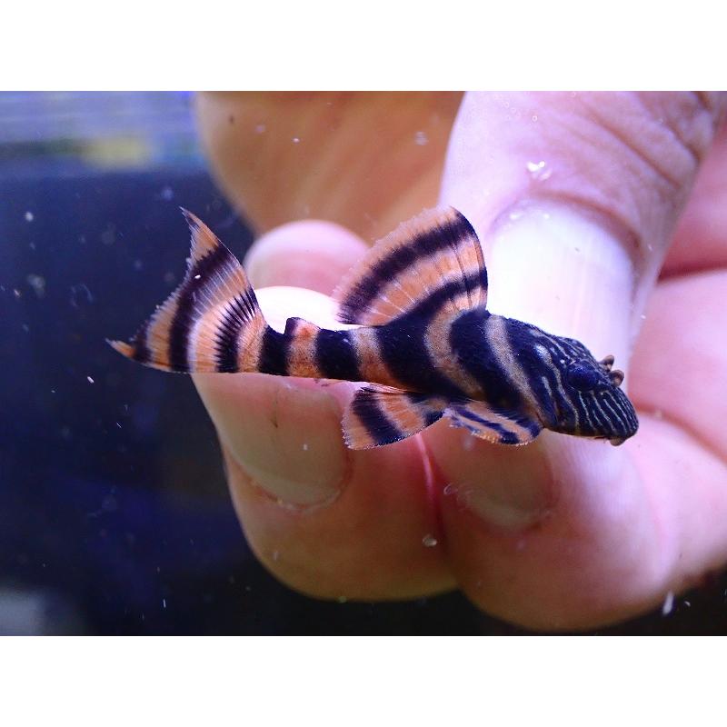 淡水魚】【通販】激安 アレンカーラビリンスタイガープレコ【3匹 