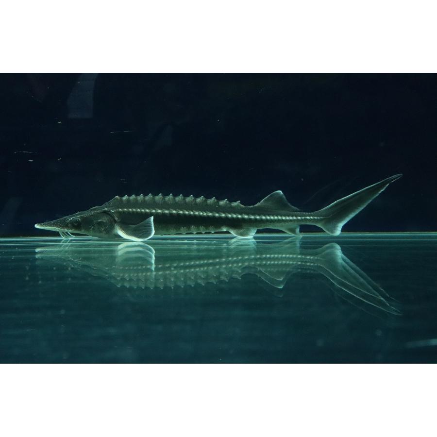 淡水魚 ハイブリッド アムールチョウザメ ベステルチョウザメ 1匹 11 13cm 大型魚 Zc19 ペットバルーン ヤフー店 通販 Yahoo ショッピング