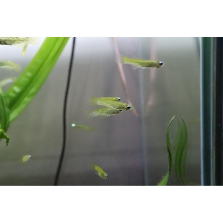 条件付送料無料 レア種 ゴールデンアフリカンランプアイ 個体販売 メダカ科 淡水魚 Zc22 ペットバルーン ヤフー店 通販 Yahoo ショッピング