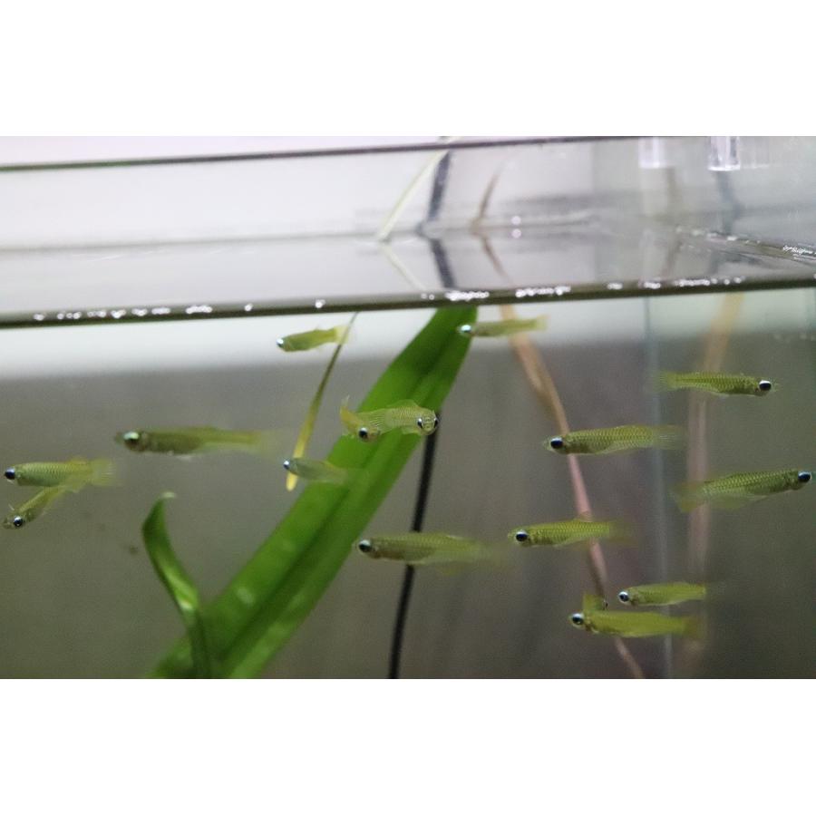 条件付送料無料 レア種 ゴールデンアフリカンランプアイ 個体販売 メダカ科 淡水魚 Zc22 ペットバルーン ヤフー店 通販 Yahoo ショッピング