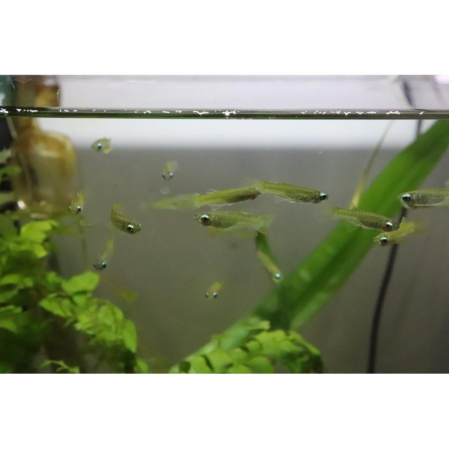 条件付送料無料 レア種 ゴールデンアフリカンランプアイ 個体販売 メダカ科 淡水魚 Zc22 ペットバルーン ヤフー店 通販 Yahoo ショッピング