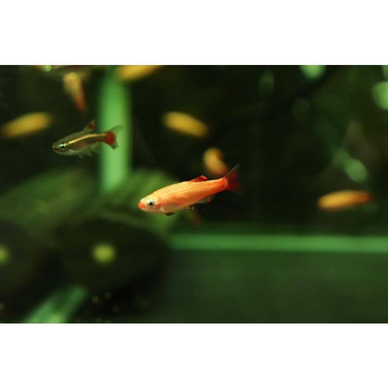 淡水魚 初入荷 スカーレッドゴールデンアカヒレ 1匹 サンプル画像販売 メダカ科 Zc22 ペットバルーン ヤフー店 通販 Yahoo ショッピング