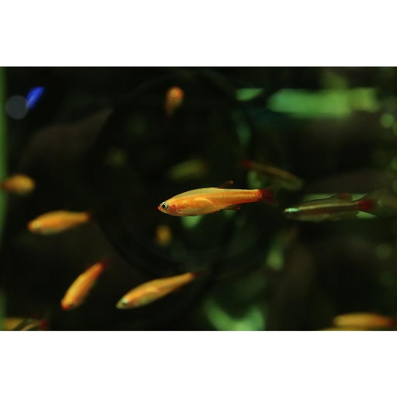 淡水魚 初入荷 スカーレッドゴールデンアカヒレ 1匹 サンプル画像販売 メダカ科 Zc22 ペットバルーン ヤフー店 通販 Yahoo ショッピング